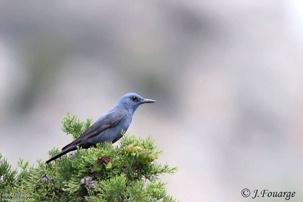 Blue Rock Thrush male adult breeding, identification, Behaviour