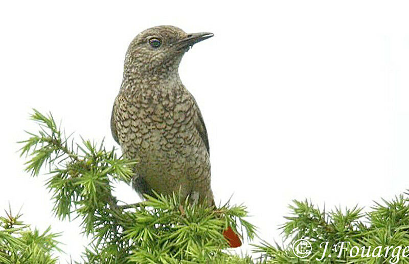 Common Rock Thrush female adult, identification
