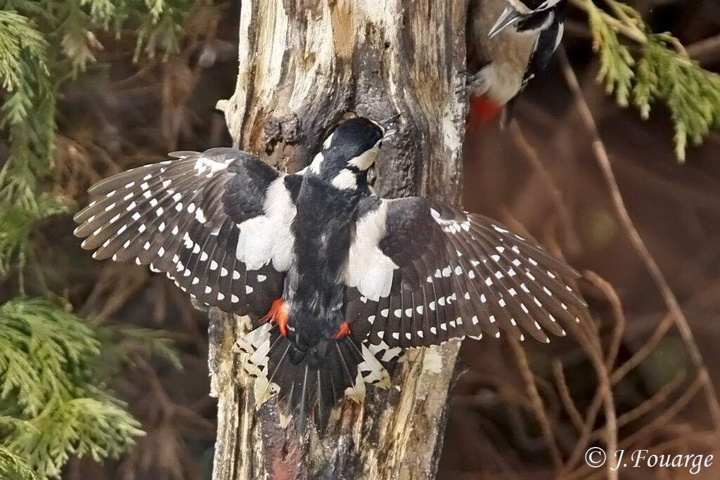 Great Spotted Woodpecker female adult, identification, Behaviour