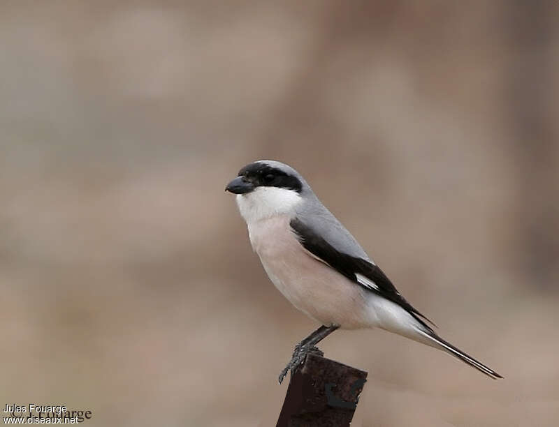 Lesser Grey Shrike male adult breeding, identification