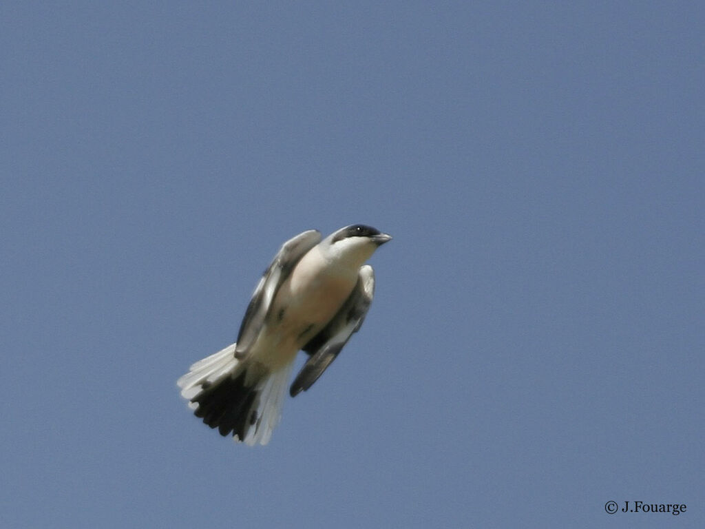 Lesser Grey Shrike