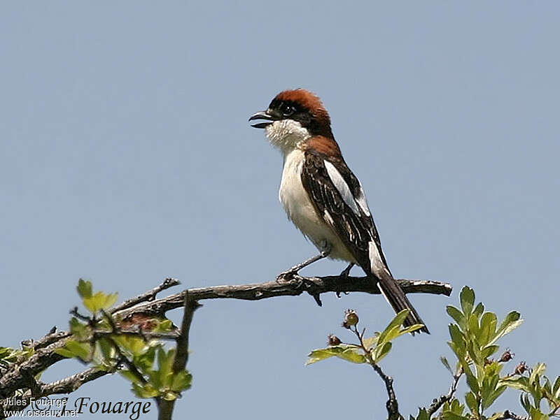 Pie-grièche à tête rousse mâle adulte nuptial, chant, Comportement