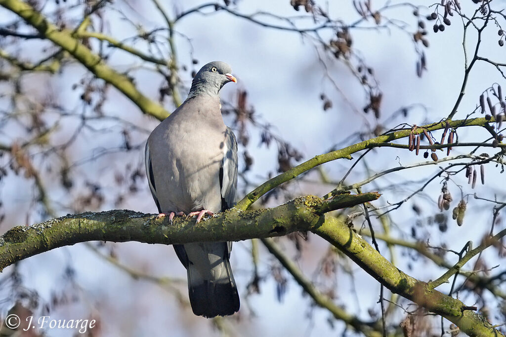 Common Wood Pigeon