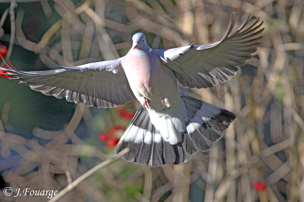 Common Wood Pigeon, Flight