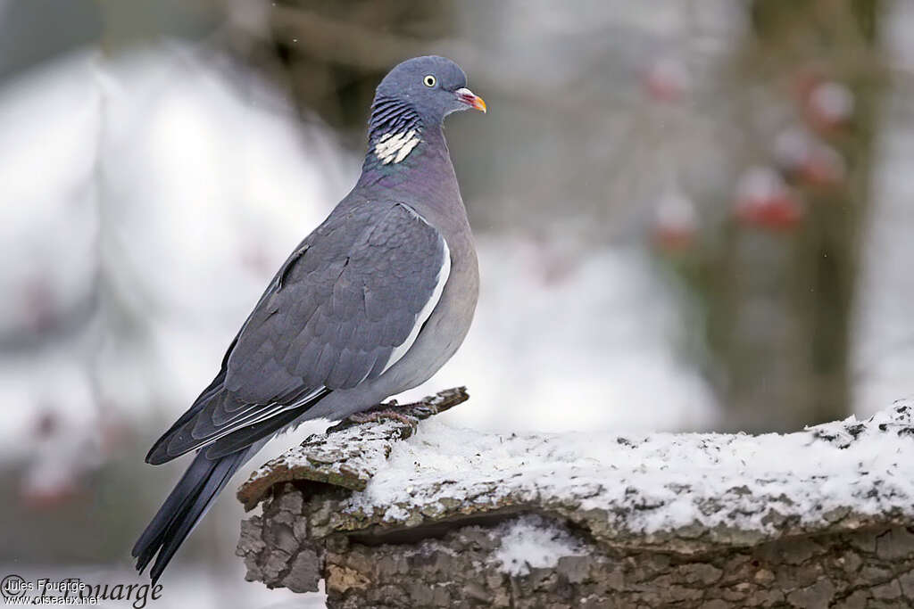 Pigeon ramieradulte, identification