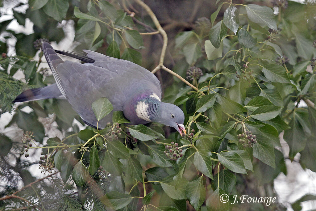 Pigeon ramier, identification, régime, Comportement
