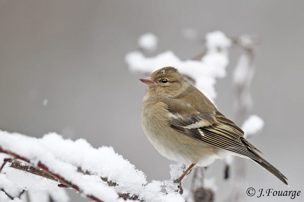 Eurasian Chaffinch female, identification