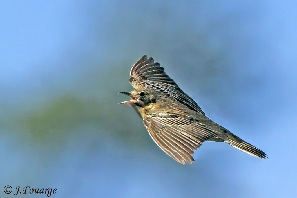 Pipit des arbres mâle adulte, Vol, Nidification, Comportement