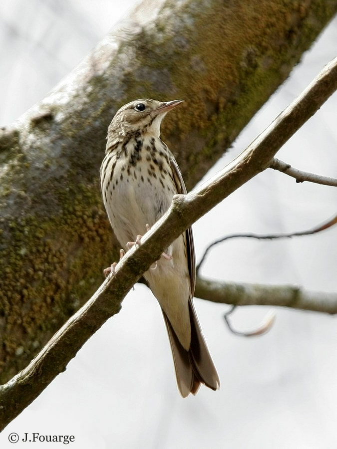 Pipit des arbres