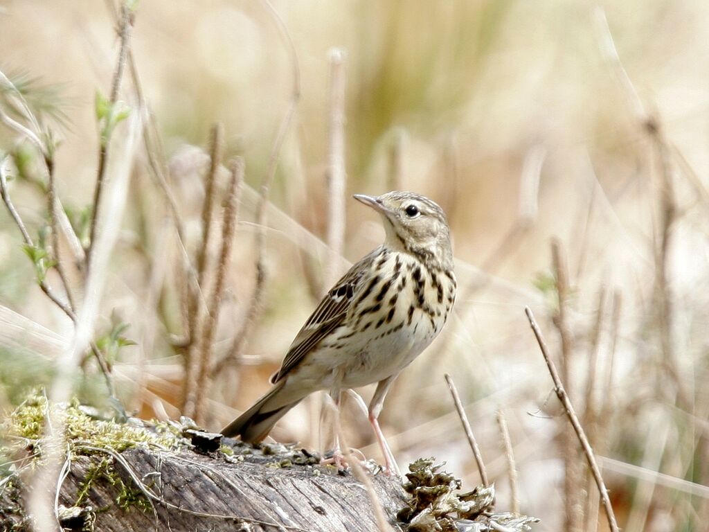 Pipit des arbres mâle adulte