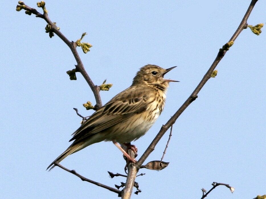 Pipit des arbres mâle adulte