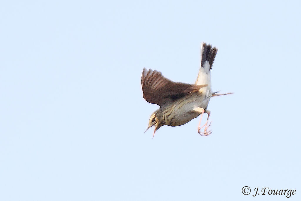Pipit des arbres mâle adulte, Vol