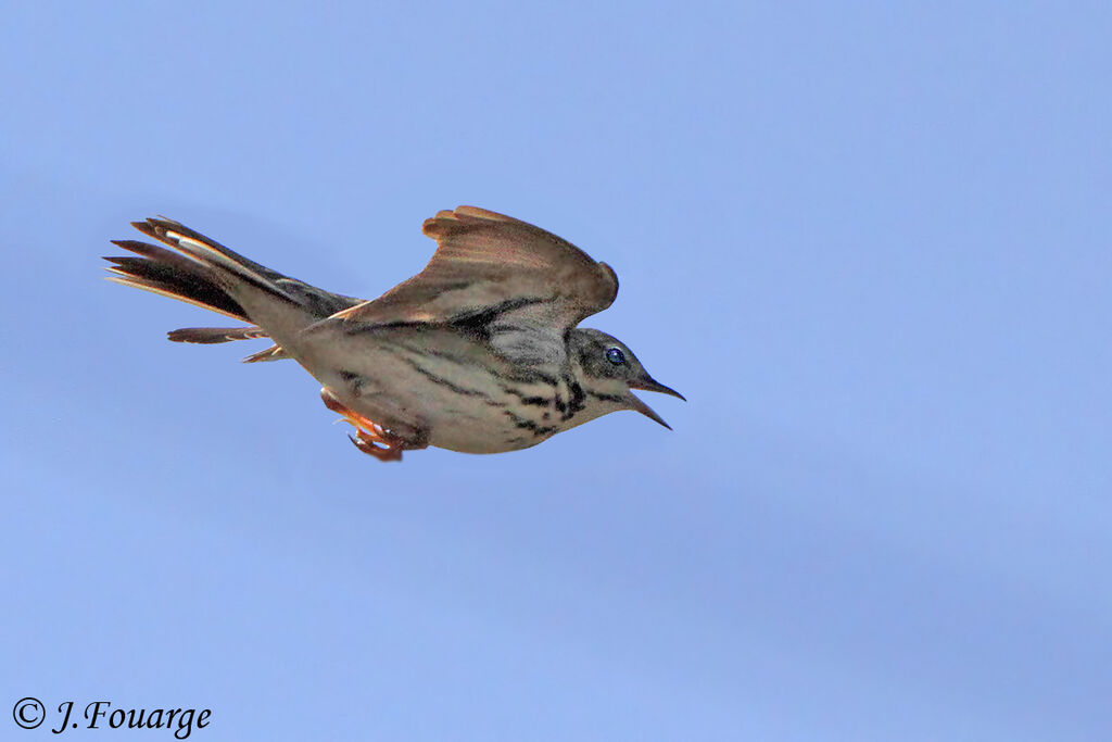Pipit des arbres mâle adulte, Vol, Nidification, Comportement