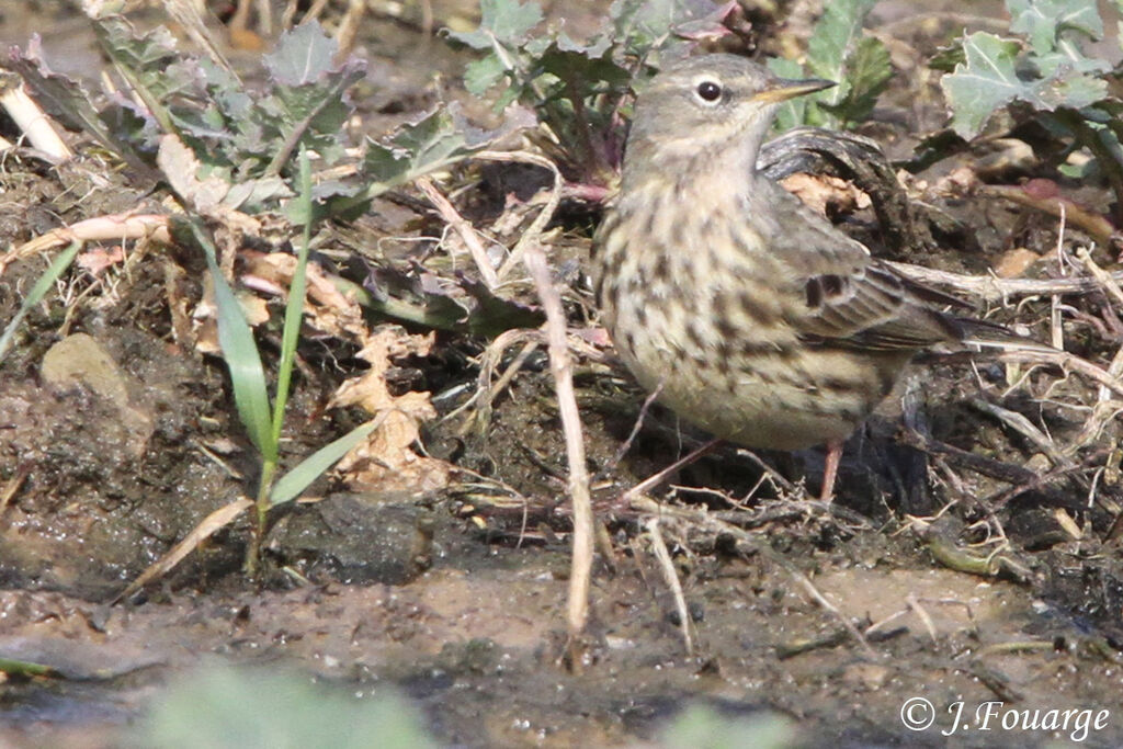 Pipit spioncelle
