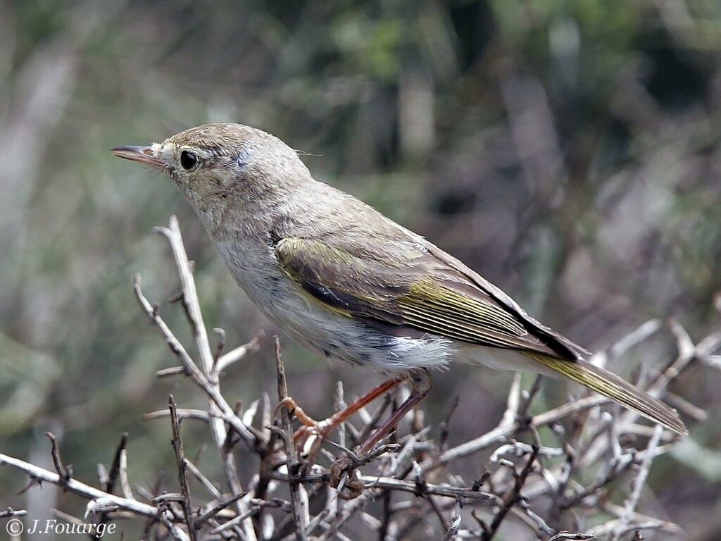 Pouillot de Bonelli mâle adulte