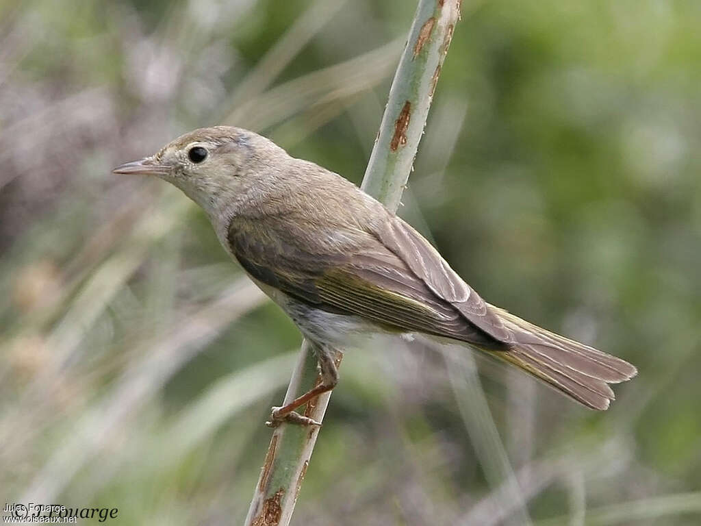 Pouillot de Bonelli mâle adulte, identification