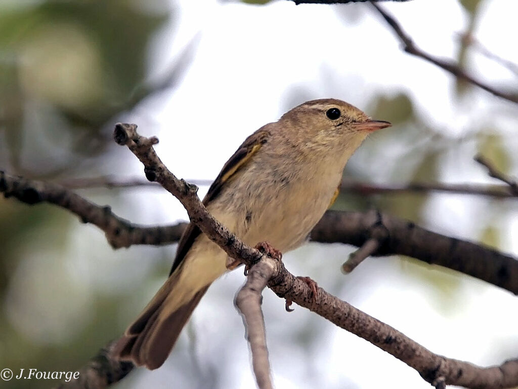 Pouillot de Bonelli mâle adulte
