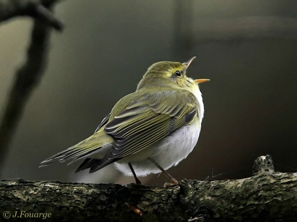 Wood Warbler male adult