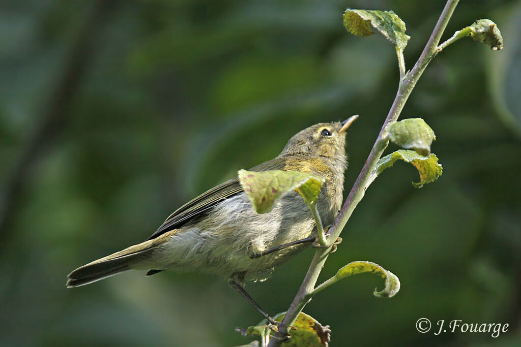 Common Chiffchaffjuvenile