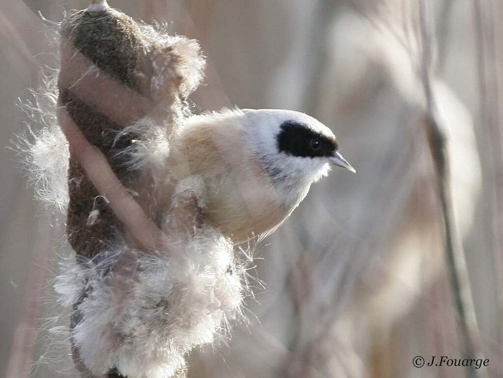 Eurasian Penduline Tit