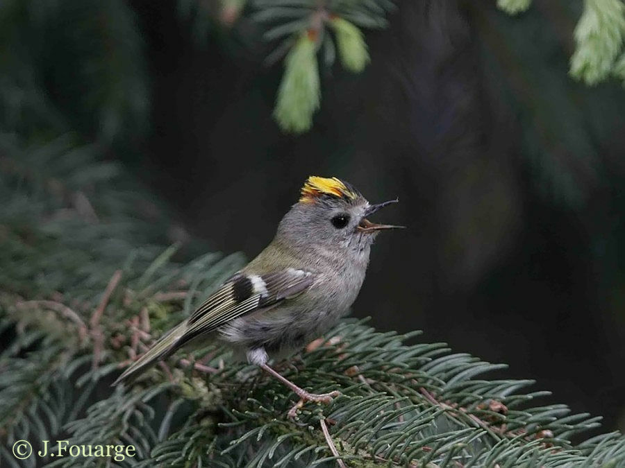Goldcrest