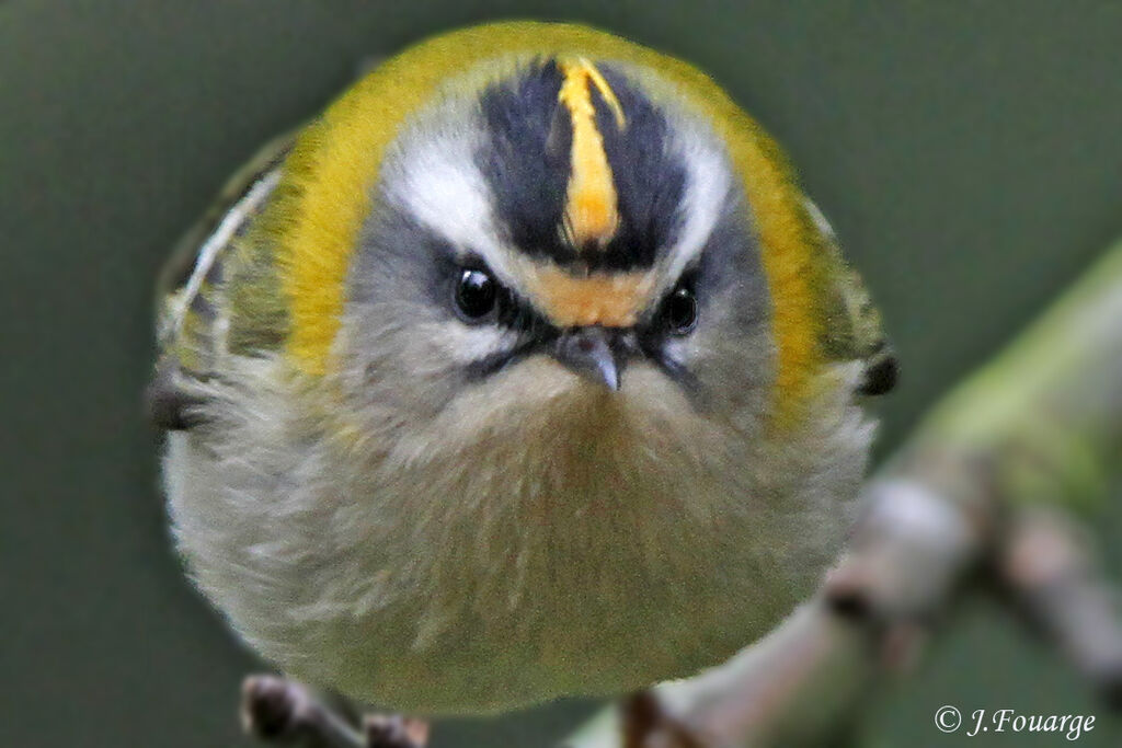 Common Firecrest male, identification