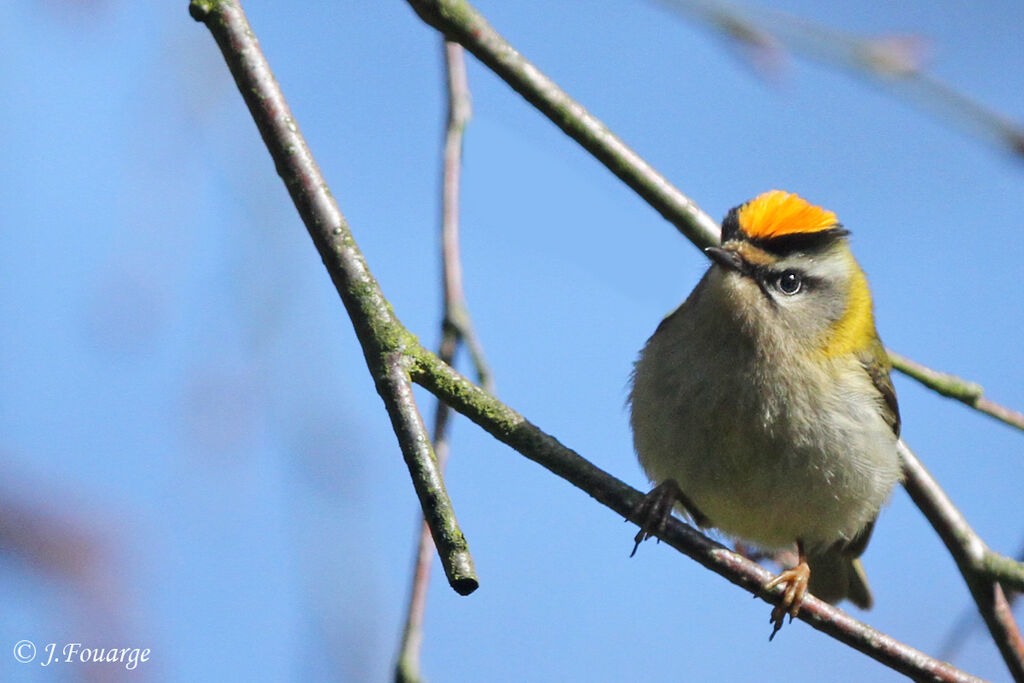 Common Firecrest male adult, identification