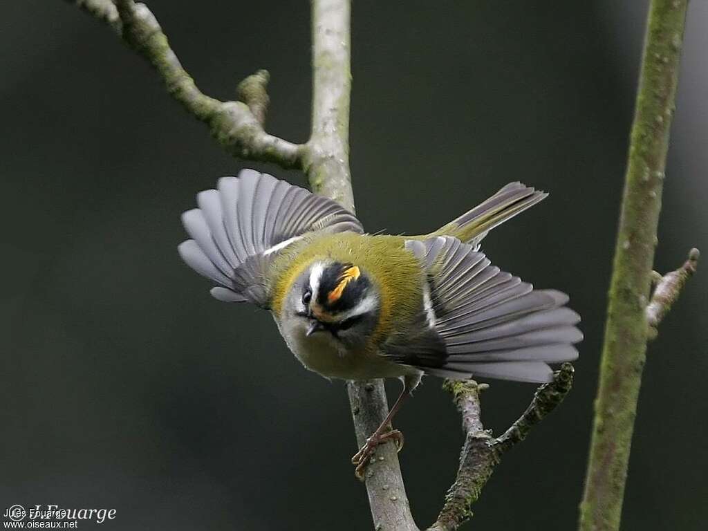 Common Firecrest male adult breeding, close-up portrait, aspect, pigmentation, courting display