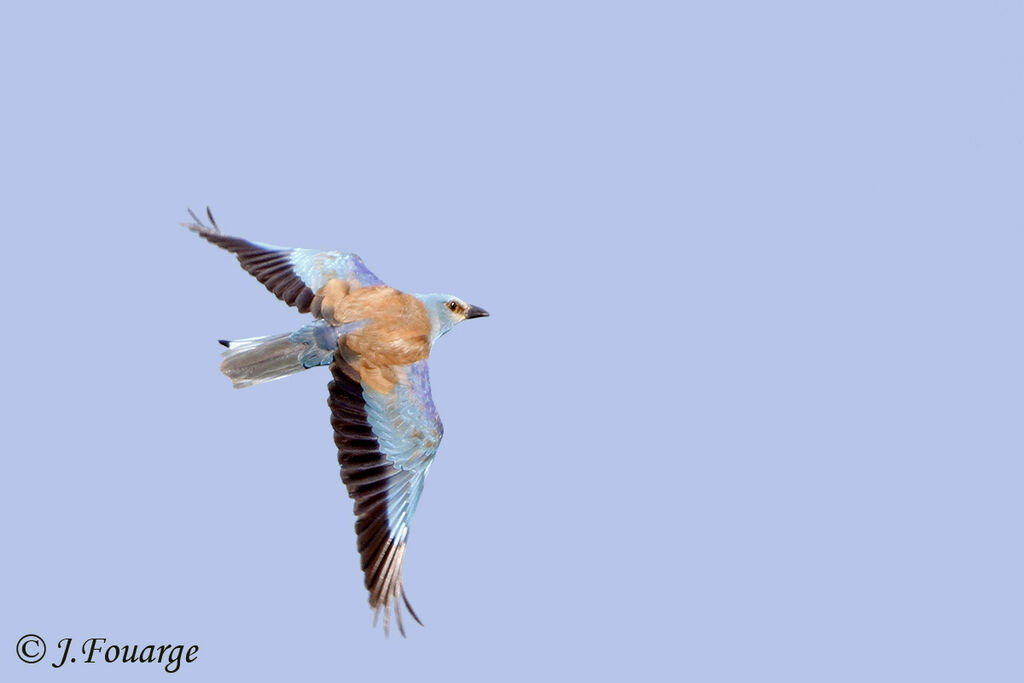 European Rolleradult, Flight