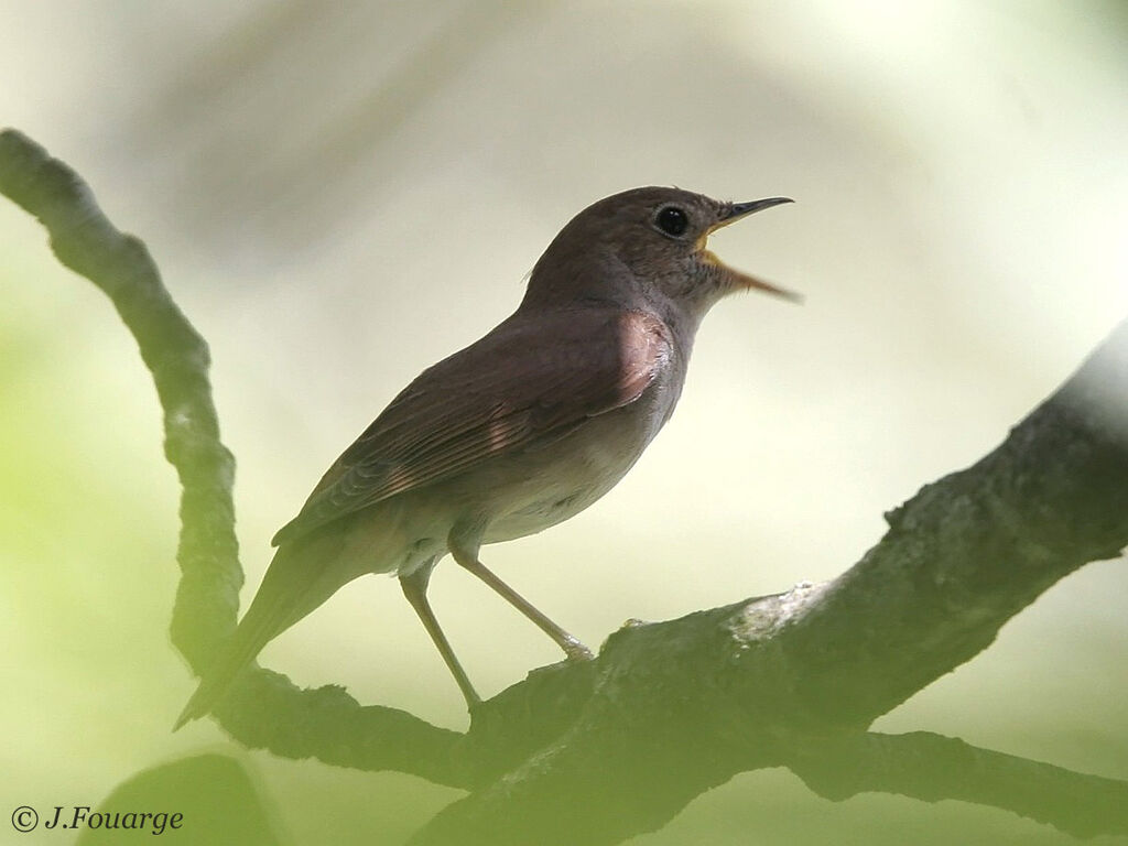 Common Nightingale male adult