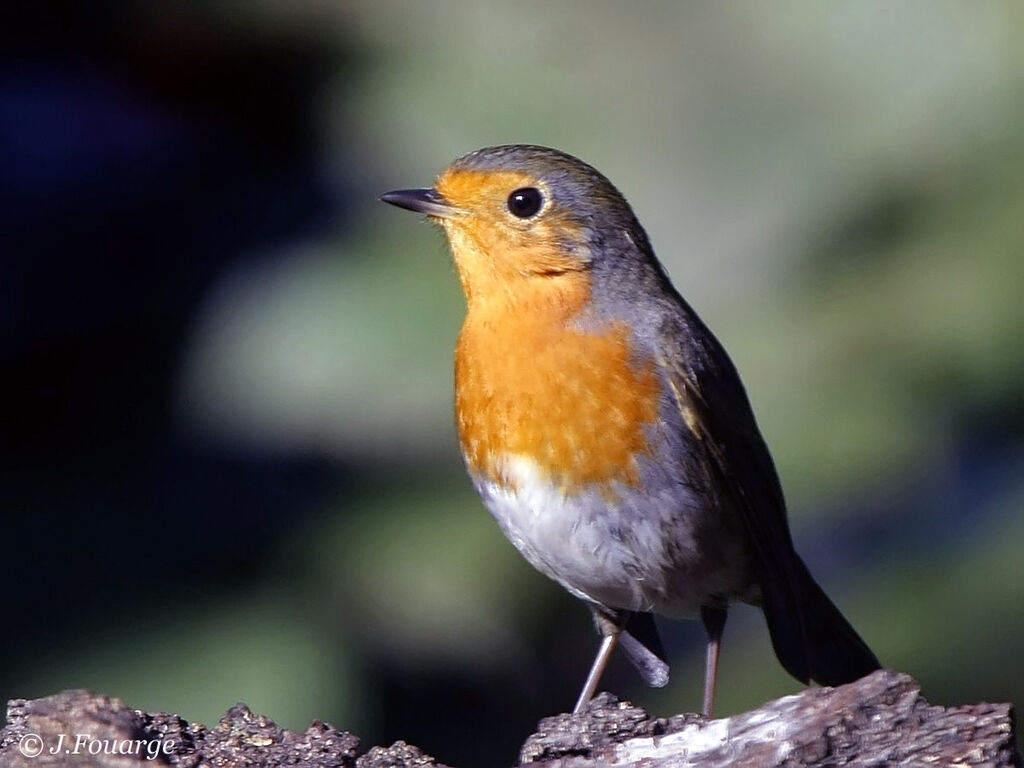 European Robinadult