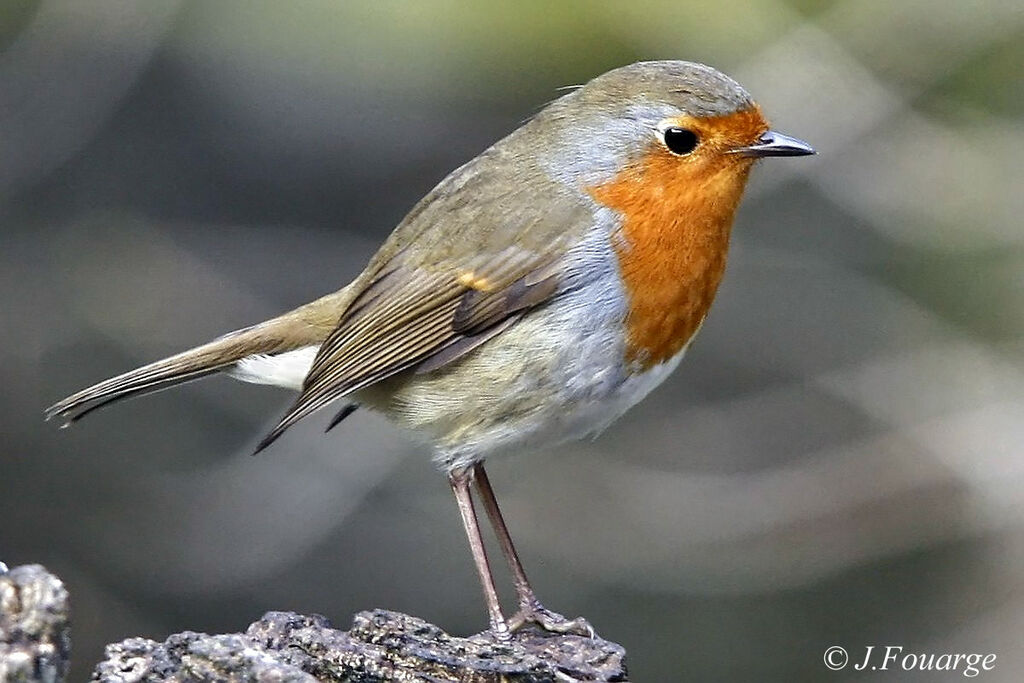 European Robinjuvenile