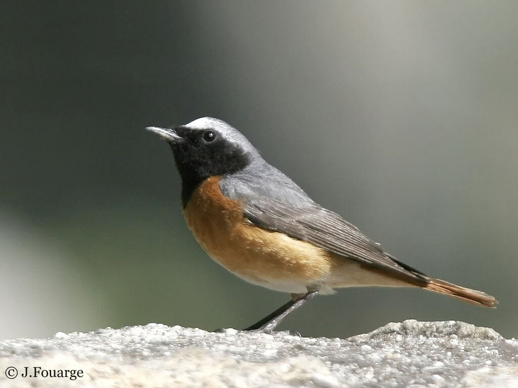 Common Redstart