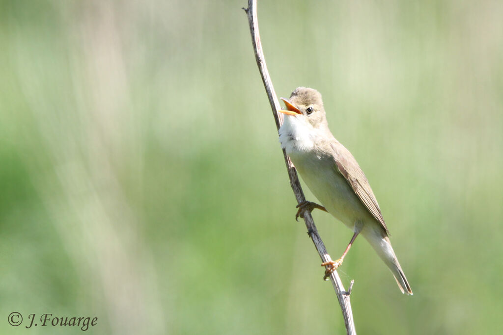 Marsh Warbler male adult, Reproduction-nesting