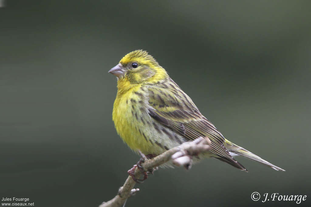 European Serin male adult breeding, identification