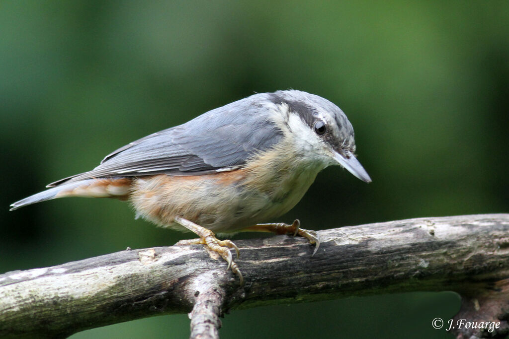 Eurasian Nuthatch, identification