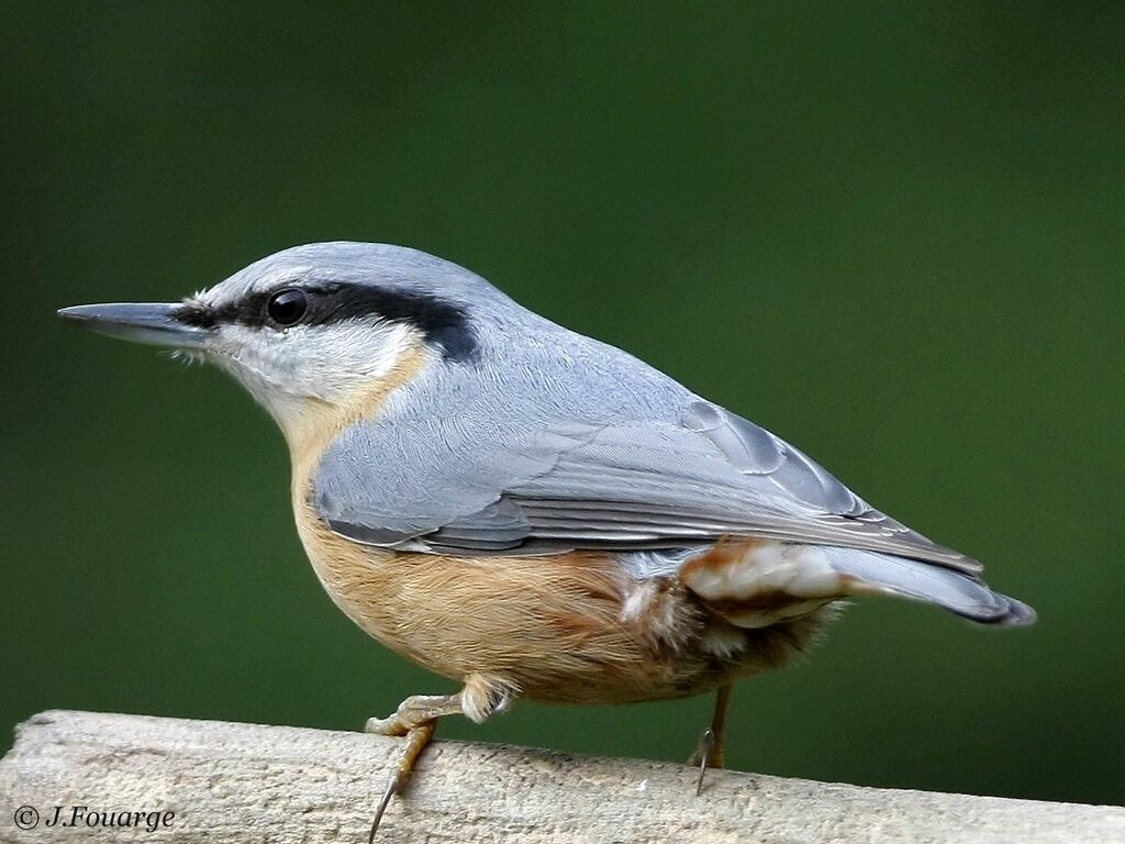 Eurasian Nuthatch