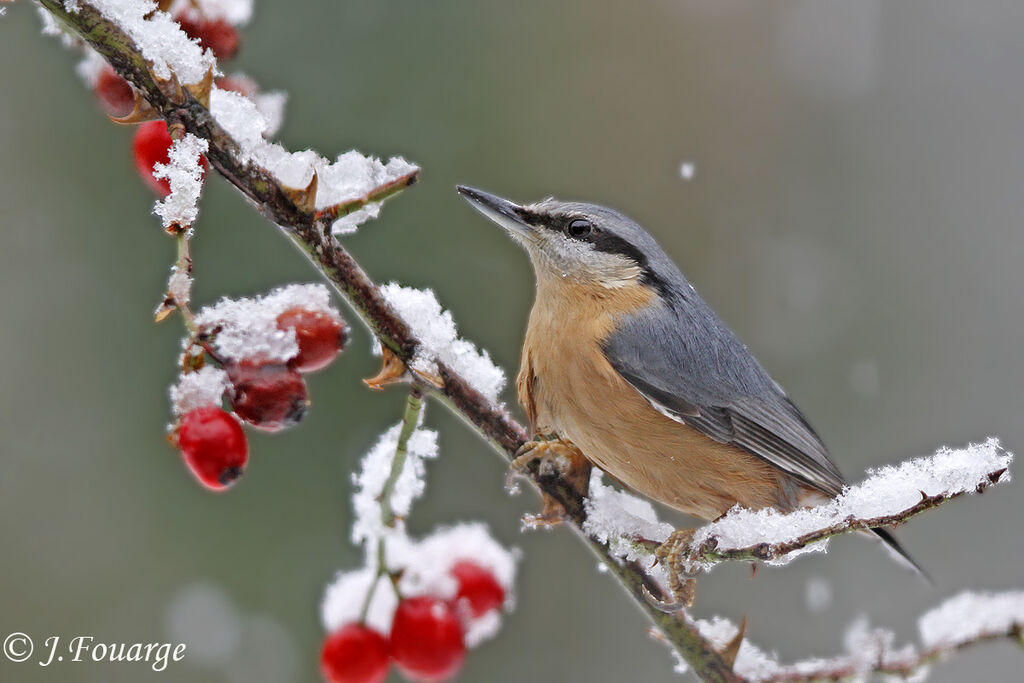 Eurasian Nuthatch