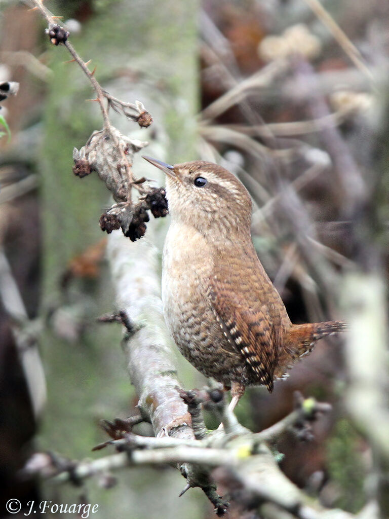 Troglodyte mignon, identification