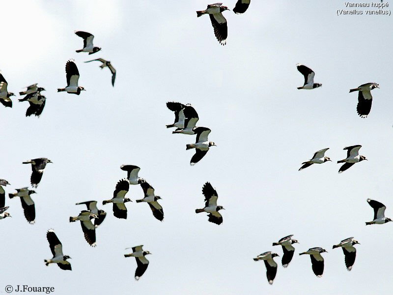Northern Lapwing