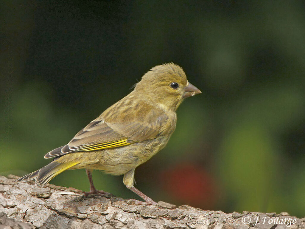 Verdier d'Europejuvénile, identification