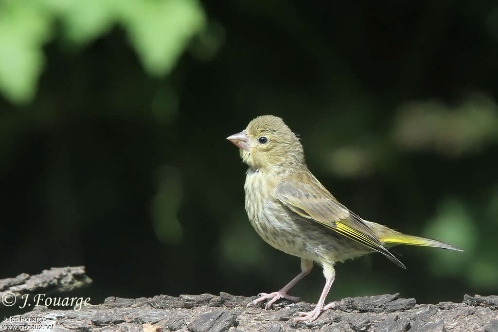 Verdier d'Europejuvénile, identification