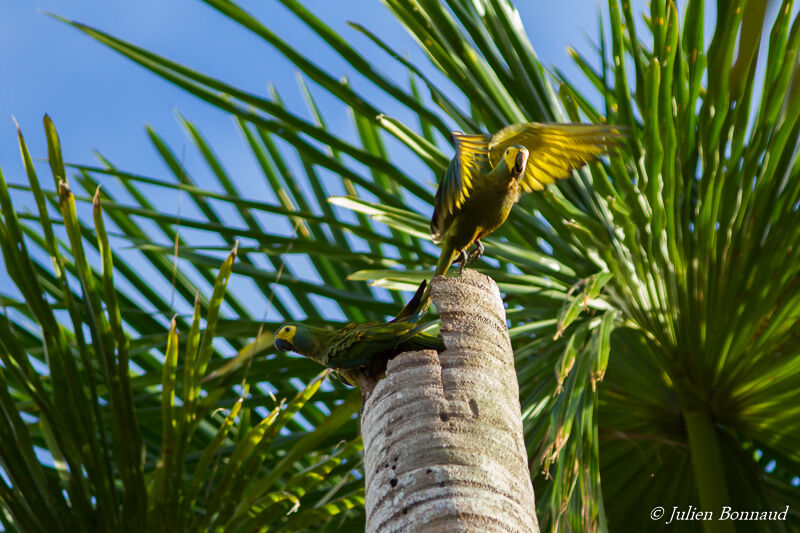Red-bellied Macaw