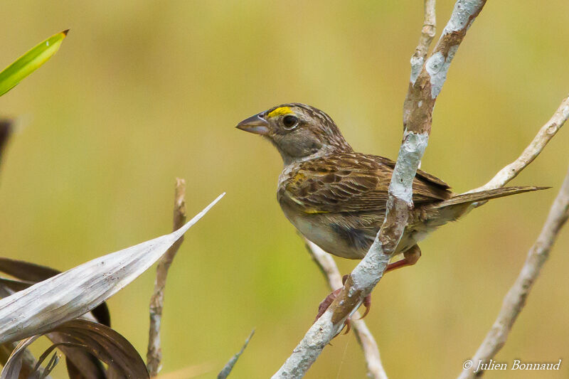 Grassland Sparrow