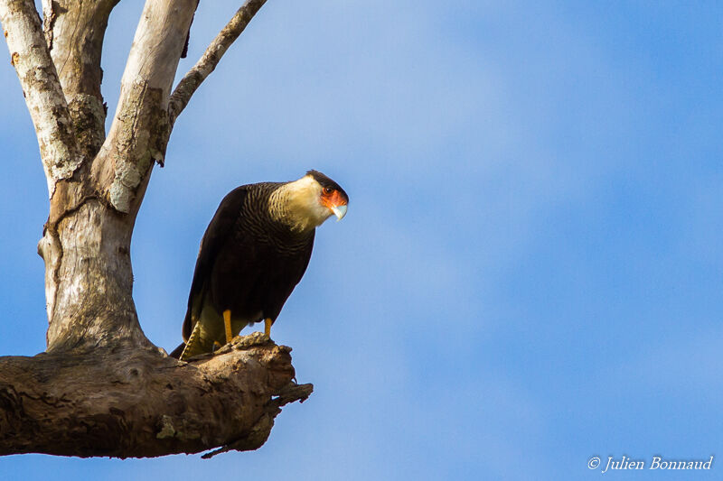 Caracara du Nord