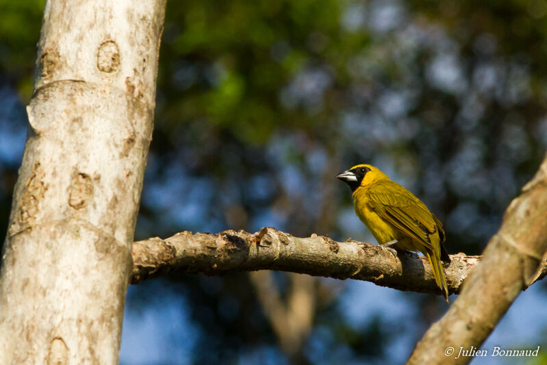 Yellow-green Grosbeak