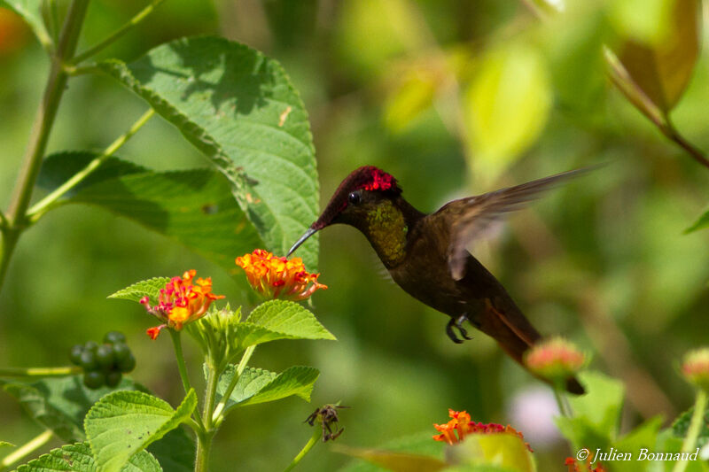 Ruby-topaz Hummingbird male adult, eats