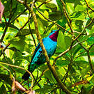 Cotinga de Cayenne