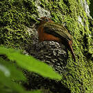Cotinga ouette
