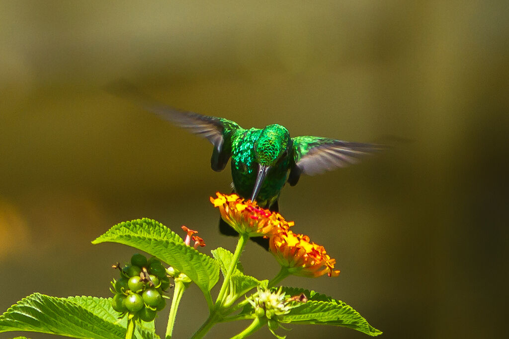 Blue-tailed Emerald male adult, eats